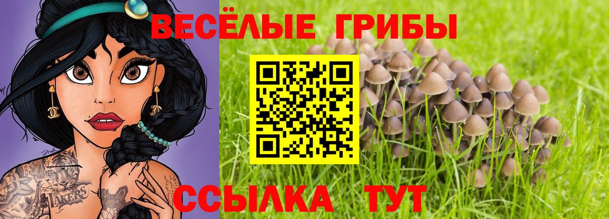 Галлюциногенные грибы Psilocybine cubensis Ачхой-Мартан