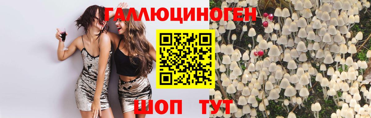 Ачхой-Мартан  Псилоцибиновые грибы Psilocybine cubensis  Вход с VPN 